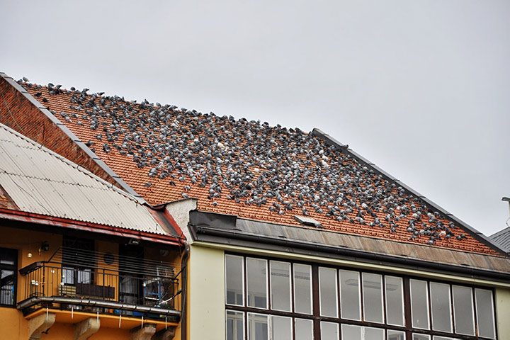 A2B Pest Control are able to install spikes to deter birds from roofs in Crosby. 