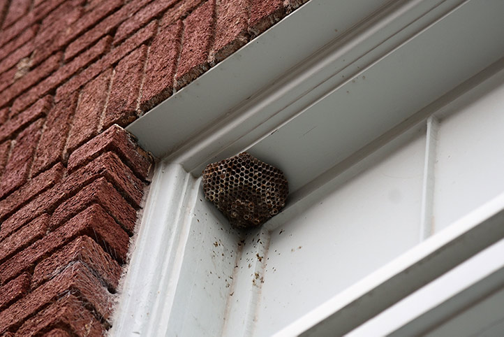 We provide a wasp nest removal service for domestic and commercial properties in Crosby.